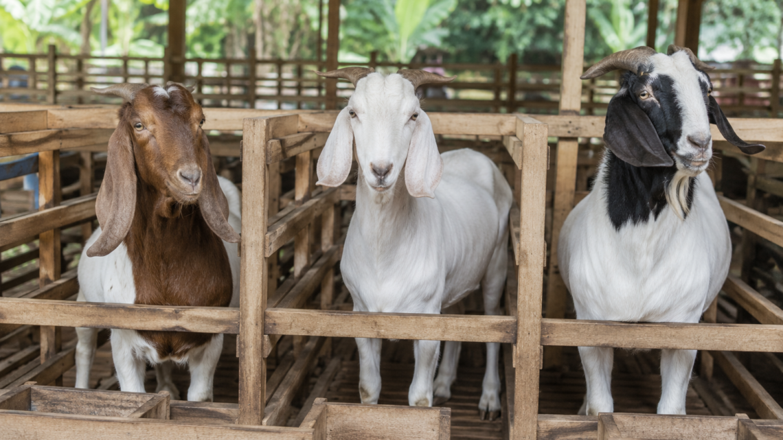 Harga Paket Aqiqah Anak Laki-Laki dengan beberapa jenis kambing sehat di peternakan