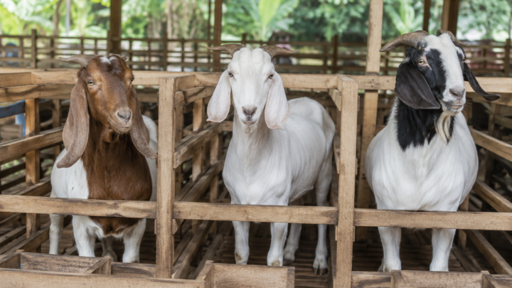 Harga Paket Aqiqah Anak Laki-Laki dengan beberapa jenis kambing sehat di peternakan
