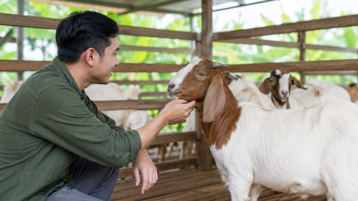 Hewan Aqiqah berupa kambing sehat dengan kondisi aktif di peternakan yang bersih