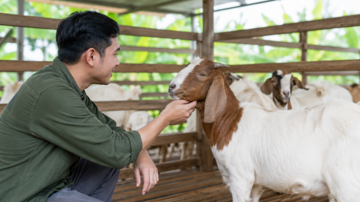 Hewan Aqiqah berupa kambing sehat dengan kondisi aktif di peternakan yang bersih