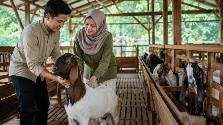 Peternak memeriksa kesehatan kambing aqiqah di peternakan yang bersih dan terawat