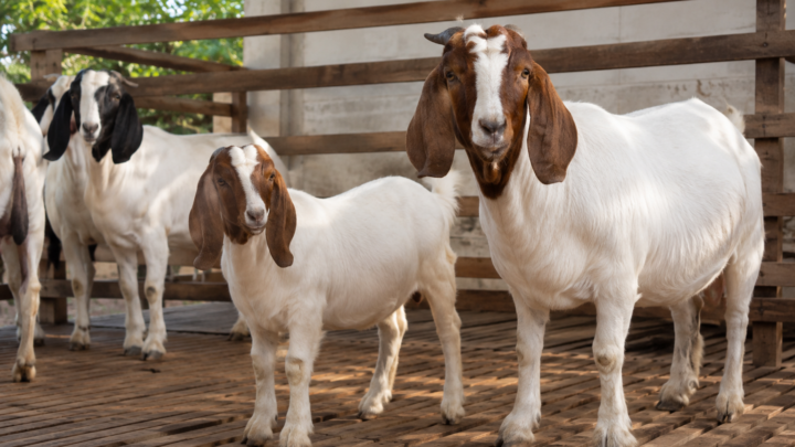 harga kambing aqiqah 2026 berdasarkan ukuran, jenis, bobot, dan kualitas