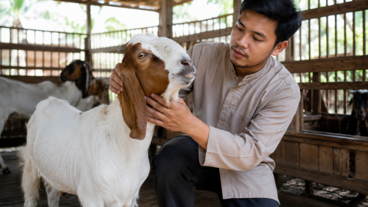 kambing aqiqah sehat dan layak disembelih sesuai syariat Islam