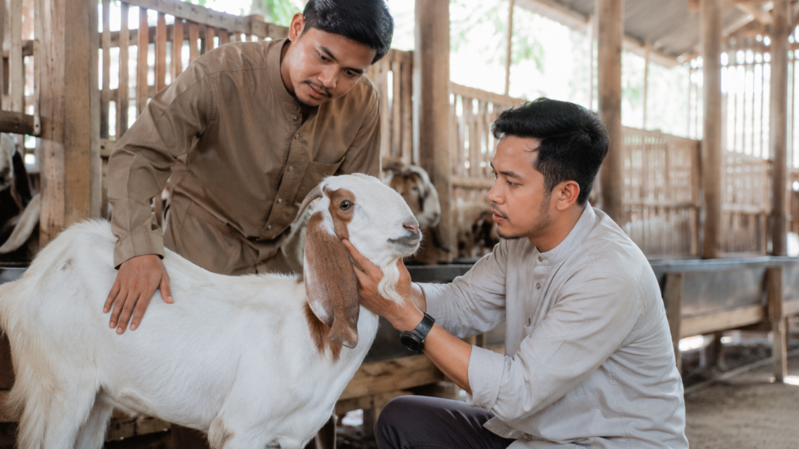 hewan aqiqah sehat berupa kambing yang layak untuk aqiqah sesuai syariat Islam