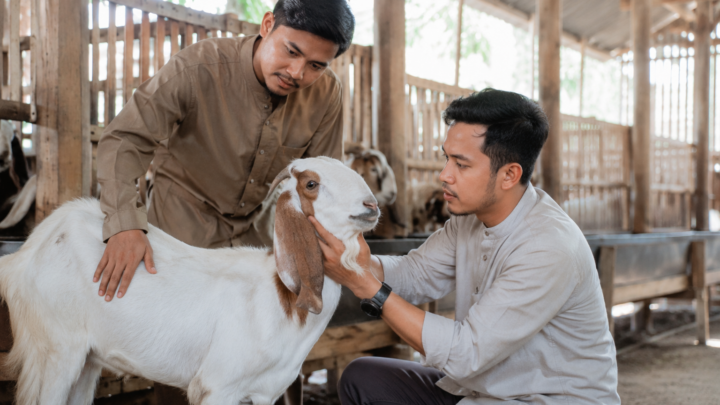 hewan aqiqah sehat berupa kambing yang layak untuk aqiqah sesuai syariat Islam