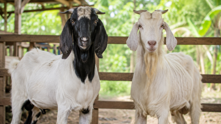 Kambing Jawa vs Etawa untuk aqiqah dengan perbedaan ukuran dan karakteristik fisik