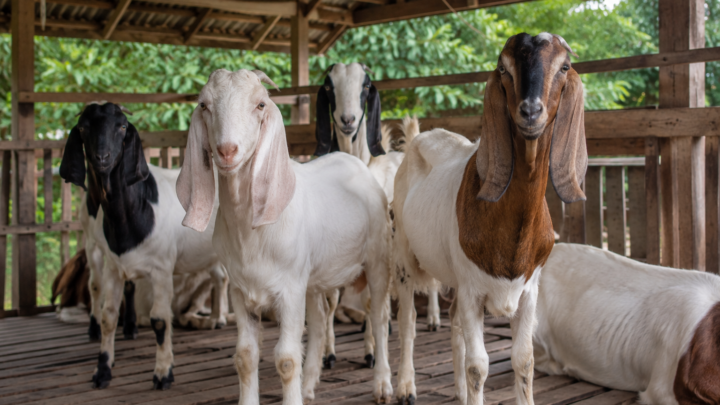 Jenis Kambing Aqiqah yang sehat dan sesuai syariat Islam untuk pelaksanaan ibadah aqiqah di Indonesia.